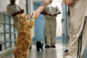 【動画】ネコは囚人を救う。刑務所×保護猫のニャーメイトプログラム。