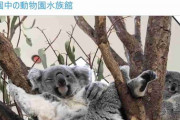 休園中の動物園がコアラのセクシーポーズを公開 「人はいってる？」「ウインクしてる」の声