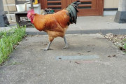 【名古屋コーチン】ワイのニワトリ、かわいい（※画像あり）