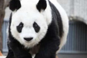 国内最高齢のジャイアントパンダ「タンタン」死ぬ「寂しく悲しい、日中友好に多大な貢献」神戸・王子動物園　2000年に来日