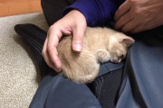 【動画】膝に乗ってくるネッコ可愛いすぎる