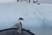 「ペンギンがアザラシから逃げてボートに乗ってきたので仲間のところまで送ってあげた…」かわいらしい一部始終