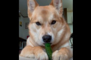イヌがきゅうりをポリポリ食べるだけの動画ｗｗｗ