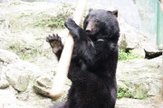 日本の動物園で一時、カンフー熊としてブレークした熊の当時の映像が話題になってました。