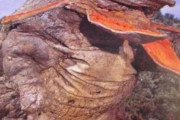 【ウルトラマン】ガボラとかいう大人気怪獣