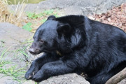 長野県、クマ駆除せず…お仕置きして人間の怖さを覚えさせる