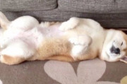 【画像】柴犬って狼に最も近い犬種ってマジなん？