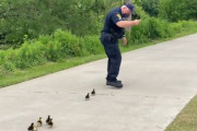 警察介入事案。迷子になったカモのヒナをお母さんのところに誘導（アメリカ）