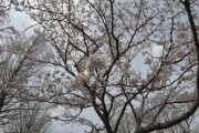 【君津市】イレブンオートキャンプパーク【動画】桜の名所「さくら通り」♪