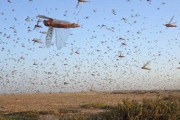 【動画】アフリカの『バッタの大群』が歩いてくる様子が怖すぎる・・・