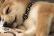【画像】いつもはテレビに興味無いうちの柴犬がアジリティ世界大会を見てた…興味津々ですねwww