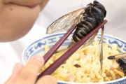 浜松市の小学生、セミを食べさせられる (想像以上にセミ)