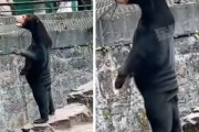 「あの熊には人が入っている」と噂が立った中国の動物園が、断固否定するも信じてもらえず