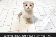 【悲報】猫系YouTuber「もちまる日記」、２匹目を補充完了してしまうwｗｗｗｗ