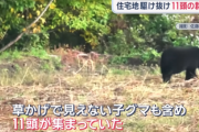 【動画】10頭のクマ軍団、田んぼを大行進…