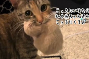 一緒に子育てしよ！飼い主が部屋を移動すると、赤ちゃんと一緒についてくる母猫