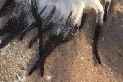 海外「ポケモンかな？」オーストラリアの海岸に打ち上げられた謎の海洋生物が話題に