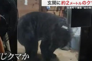 【宮城】「血の味覚えた」巨大クマ　体長2メートルが玄関先で「バケツくわえ」悠然と立ち去る