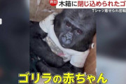 トルコの空港で木箱からゴリラの赤ちゃん見つかる