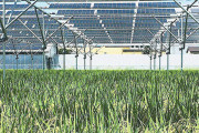 田んぼの上で太陽光発電、収穫量は減るけど5倍以上稼げる可能性があると判明