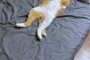 【悲報】猫、寝床を占拠