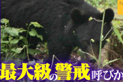 「クマをなぜ殺す」「山に帰せたのでは」“出没件数”過去最多の新潟　“最大級の警戒”呼びかけも駆除後に問い合わせや批判の電話