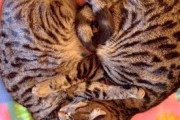 【ねこ画像】消えたストーブの前で香箱座りする猫さん…これは無言の抗議でしょうかwww