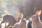 【竹原市】大久野島 キャンプ場【動画】島内には500匹以上もの野生のウサギが♪