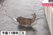 【動画】用水路に落ちたニホンジカを警察が救出、無事殺処分される