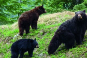 母親クマサン「この子達にメシを…」