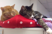 【ねこ画像】クッションの上でなかよくごろごろ、水入りのびんとねこ、まんまるシャムにゃん ほか【再】