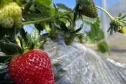 韓国から日本品種のイチゴが消えた…15年間で逆転＝韓国の反応