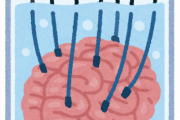【これマジ？】脳と睾丸の組織は他のどの器官よりも良く似ていることが判明ｗｗｗｗｗ