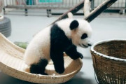 ナニコレ可愛すぎ！中国で赤ちゃんパンダが新年のご挨拶♪「かわいらしさオーバーロード」「ハグしたい！」海外の反応