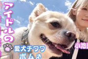 【お散歩】小池美波が愛犬ポムと出かけてみた！【櫻坂46】