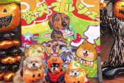 【愛犬マルシェ】家族で楽しむ！愛犬と共にハロウィン仮装イベント【神戸市】
