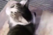 ちょっとそこの人間、手を貸してくれないか？公園の水飲み場で待ち構える猫。海外の反応
