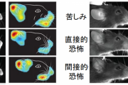 【朗報】マウスの脳に電子化された感情コードを流し込み快楽を与える実験に成功