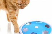 【悲報】バカ猫を６年育てたけどもう限界だわ