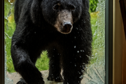 クマ1頭がガラス割り家の中に侵入「まさか入ってくるとは思わない」住人は2階に逃げてケガなし