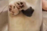 【ネコ】 犬も気になってやってくる。透明な筒の中に猫のヌイグルミが入っていた → 本物でした…