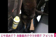 クマが車を荒らす→ロックカチャッ→蒸焼きに