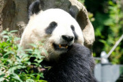 【画像】中国で白いパンダが見つかる