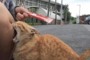 ネットで拾った変な画像　チュールより生足ｗｗｗｗｗ