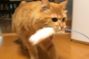 【ねこ画像】ペットフェンスを軽々と飛び越える猫さん…こんなのへっちゃらにゃ！というお顔ですwww