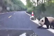 【動画】中国で野良パンダ！運転中にジャイアントパンダに遭遇した激レア動画がこちら。
