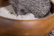 【動画】想像と違ったヒメハリテンレックの砂浴びｗｗｗｗ