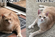 体重15キロの太っちょ猫、新たな飼い主の元ダイエットに成功！ビフォア・アフターでこんなに違う