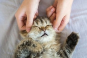【画像多め】うちの猫で癒されないか？かわいいキジトラちゃんwwww