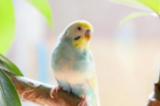 小学生の頃、とんでもなく重い大理石の花瓶にうちのインコがスポンッと落ちてしまった。私「ぴこ太（仮名）ー！」
